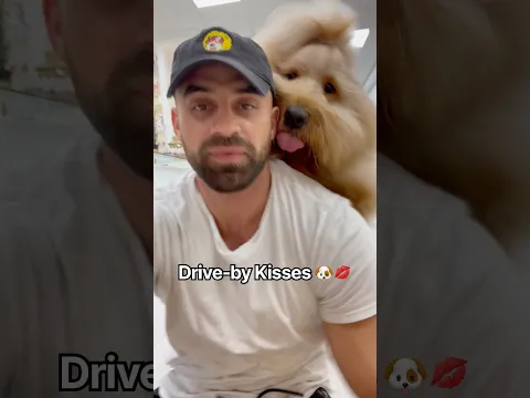 My dog loves giving drive-by kisses! 🐶💋 #goldendoodle #dogdad #fluffydog