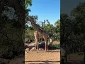 Download Lagu Perspective in the giraffe world is truly awesome to see - isn't this bull incredibly tall! 🦒👍🏻