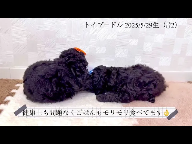 動画