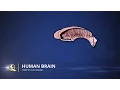 Corpus Callosum - The Human Brain Series