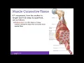 AP1 Online Chapter 10 Muscular System