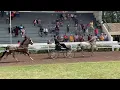 Section A Welsh Pony - Senior Stallions Heat