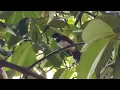 Download Lagu Suara Pikat Burung Murai Gila, Burung Kipasan, Murai Cawan