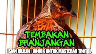 masteran tembakan branjangan sambung cililin