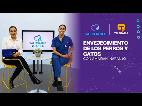 Envejecimiento de los perros y gatos