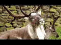 Lagu Animal Facts - REINDEER