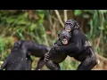Download Lagu Surprising Truth About Chimpanzee Mating Behavior