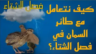 كيف نتعامل مع طائر السمان في فصل الشتاء 