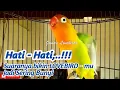 Download Lagu HATI - HATI... Suaranya bisa Bikin Lovebirdmu Jadi sering Bunyi, Pancingan Labet Gacor Fighter