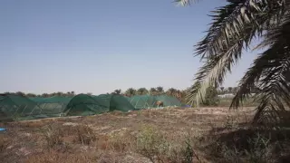 الرامس   العوامية   مزرعة ابو الفهد   سبتمبر    م دندنها