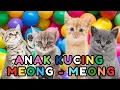 Lagu ANAK KUCING MEONG MEONG - kucing lucu banget bikin ngakak KUCING PERSIA LUCU #kucinglucu