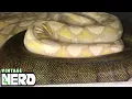Breeding GIANT PYTHONS - Breeders Notes
