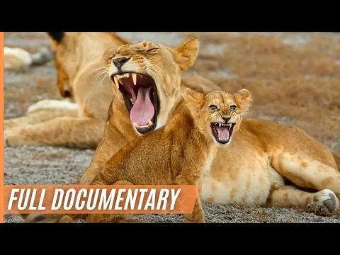 Download MP3 The Last Paradise on Earth - The Amazing Serengeti | Full Documentary