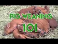 Everything you need to know about weaning piglets