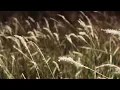 Download Lagu Qalam Band - Rintihan Kalbu ft. Rafidah Ibrahim (Official Video)