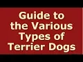 Guide to the Various Types of Terrier Dogs Terrier Breeds 101