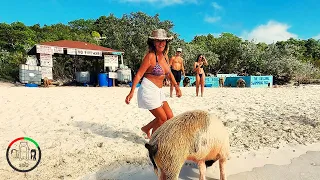 #184 YUCK, would you SWIM with PIGS in the same WATER?  | Sailing Sisu Leopard 45 Catamaran