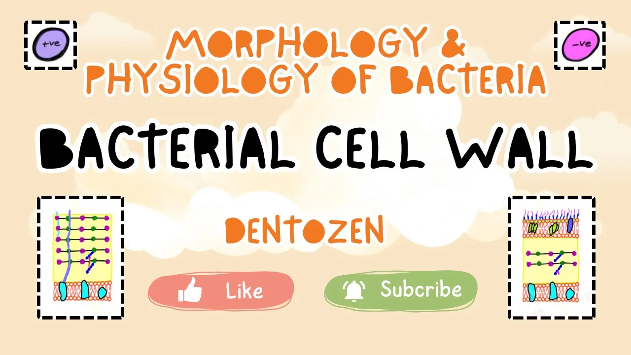 Bacterial Anatomy | Bacterial Cell Wall | Plasmids