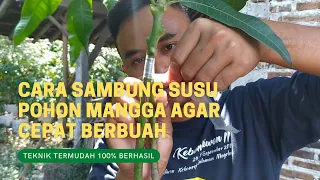 Download Cara Sambung Susu Pohon Mangga Agar Cepat Berbuah, Lakukan Tahapan Ini !! MP3