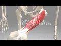 Quadriceps Vastus Lateralis 3D Animation