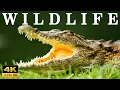 Lagu WILDLIFE 4K - Relaxing Music Treats Diseases Of The Heart And Blood Vessels - Heals The Mind