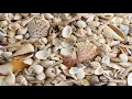 Download Lagu Shells ESTA Dutch