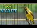 Download Lagu 100%  NYAUT, PANCINGAN SOGON AMPUH BIKIN NYAUT SEKETIKA