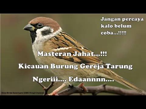 Download MP3 Suara Burung Gereja Tarung Durasi Panjang untuk masteran | Masteran Burung Sang Juara...