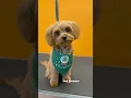 Cavapoo Grooming Dog grooming Austin Cedar park Leander Tx - Un