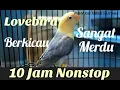 Download Lagu Full 10 Jam Nonstop Kicau Burung Lovebird Sangat Cocok Buat Pancingan Burung Kesayangan Anda