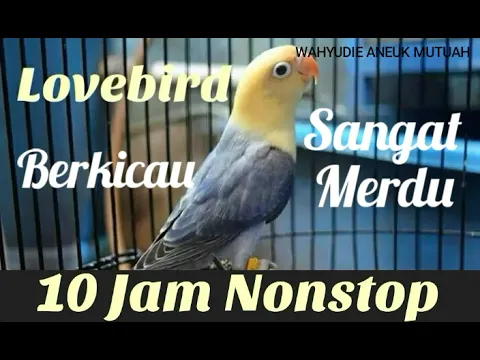 Download MP3 Full 10 Jam Nonstop Kicau Burung Lovebird Sangat Cocok Buat Pancingan Burung Kesayangan Anda