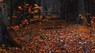 سورة البقرة الشيخ ناصر القطامي تلاوة خاشعة سكينة وهدوء ساعتان بدون اعلانات 