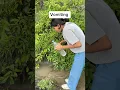 Vomiting problem Chuckleberry-09