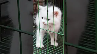 اسعار القطط الصغيره 