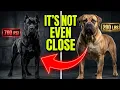 Cane Corso vs Boerboel - Who Wins in a Real Encounter