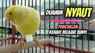 pancingan kenari belajar bunyi bikin kenari ikut ngeriwik u0026 gacor