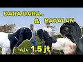 Lagu Kambing Kaligesing BREEDING bakalan jantan betina dan dara siap produksi di jual..!