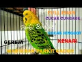 Download Lagu MASTERAN PARKIT GACOR ! FULL ISIAN GEREJA CJENGGOT KENARI LOVEBIRD For murai C ijo / Budgie Parakeet