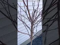 3 beautiful types of flowering Dogwood Trees 2023 March - Lowes find