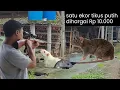 Download Lagu Rattenplagen op kippenboerderijen bestrijden met nieuwe units