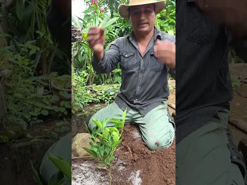 Cómo plantar un limonero y que tengas un crecimiento y producción en 2 años