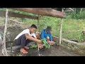 Download Lagu ALHAMDULILLAH PANEN SAYURAN DI KEBUN BERSAMA AYAH