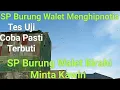 Download Lagu SP Burung Walet Birahi Minta Kawin Menghipnotis Walet