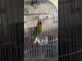 Download Lagu lovebird istimewa ngekek tembus 1menit lebih