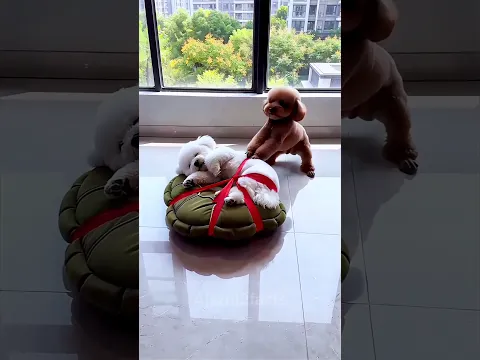 Funny dog history 🐶😂😛 #funny #shortsfeed #comedy