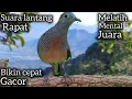 Download Lagu PERKUTUT LOKAL GACOR SUARA LANTANG RAPAT ‼️PANCINGAN MENTAL JUARA. 