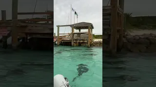 Sleepy Nurse Sharks 🦈🏝🇧🇸Follow Sailing Bye Felicia For SCUBA & Sailing Adventures
