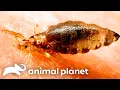 Download Lagu Botfly Larvae Living In Young Woman's Scalp!? | Monsters Inside Me | Animal Planet