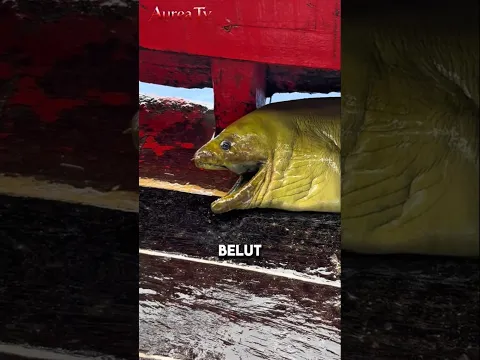 Belut Moray Ini Masuk Ke Kapal Nelayan😱