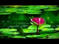 Download Lagu tarqan ➤ sweet dreams